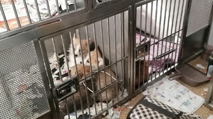 Ispitati prihvatilište za pse